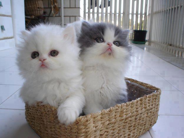 Picture of 2 cute kitens sitting in a basket.