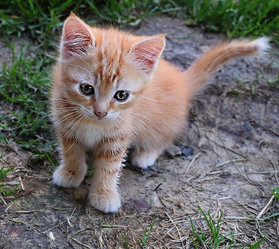 Picture of cute orange and white kitten siting outdoors.